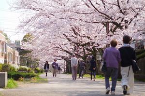 桜1