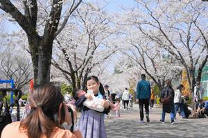 桜2