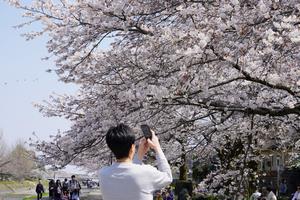 桜3