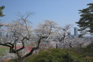 桜1