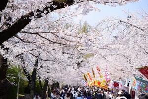 桜3