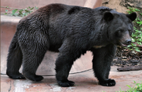 kuma