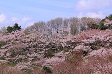 一目百本桜