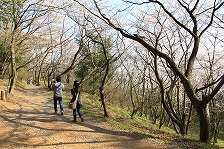 桜林内の散策路