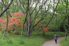 滝山のヤマツツジ
