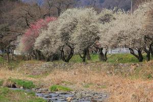 遊歩道梅林の写真