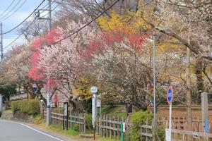 関所梅林の写真
