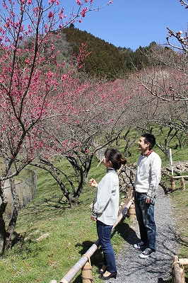 木下沢梅林の特別開放の写真