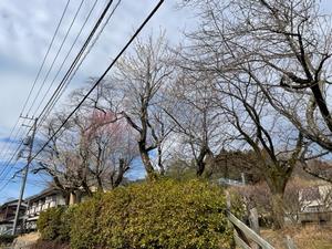 関所梅林-道沿いの梅