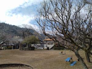 関所梅林-公園奥の梅