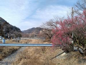 遊歩道梅林-橋近くの梅1