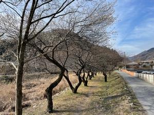 遊歩道梅林-道沿いの梅