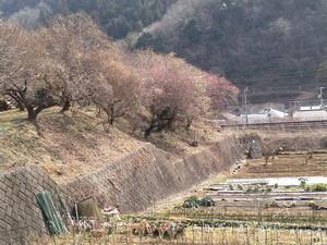 荒井梅林-鉄道沿い