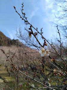 木下沢梅林