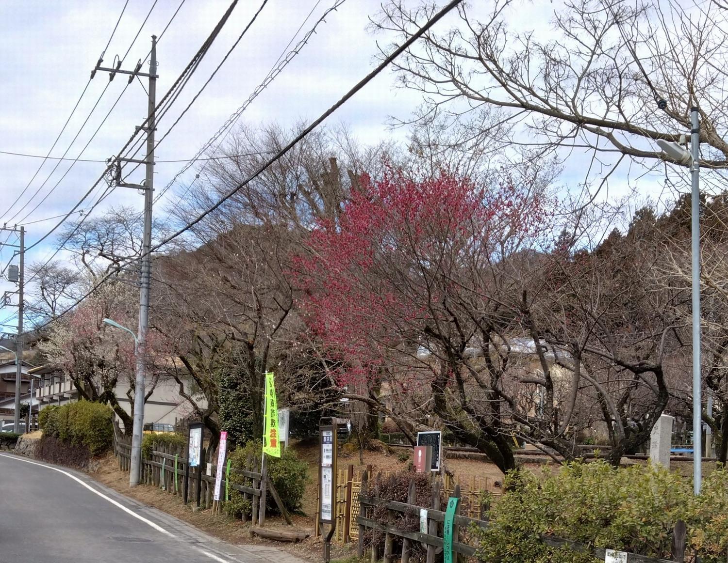 関所梅林-道沿いの梅