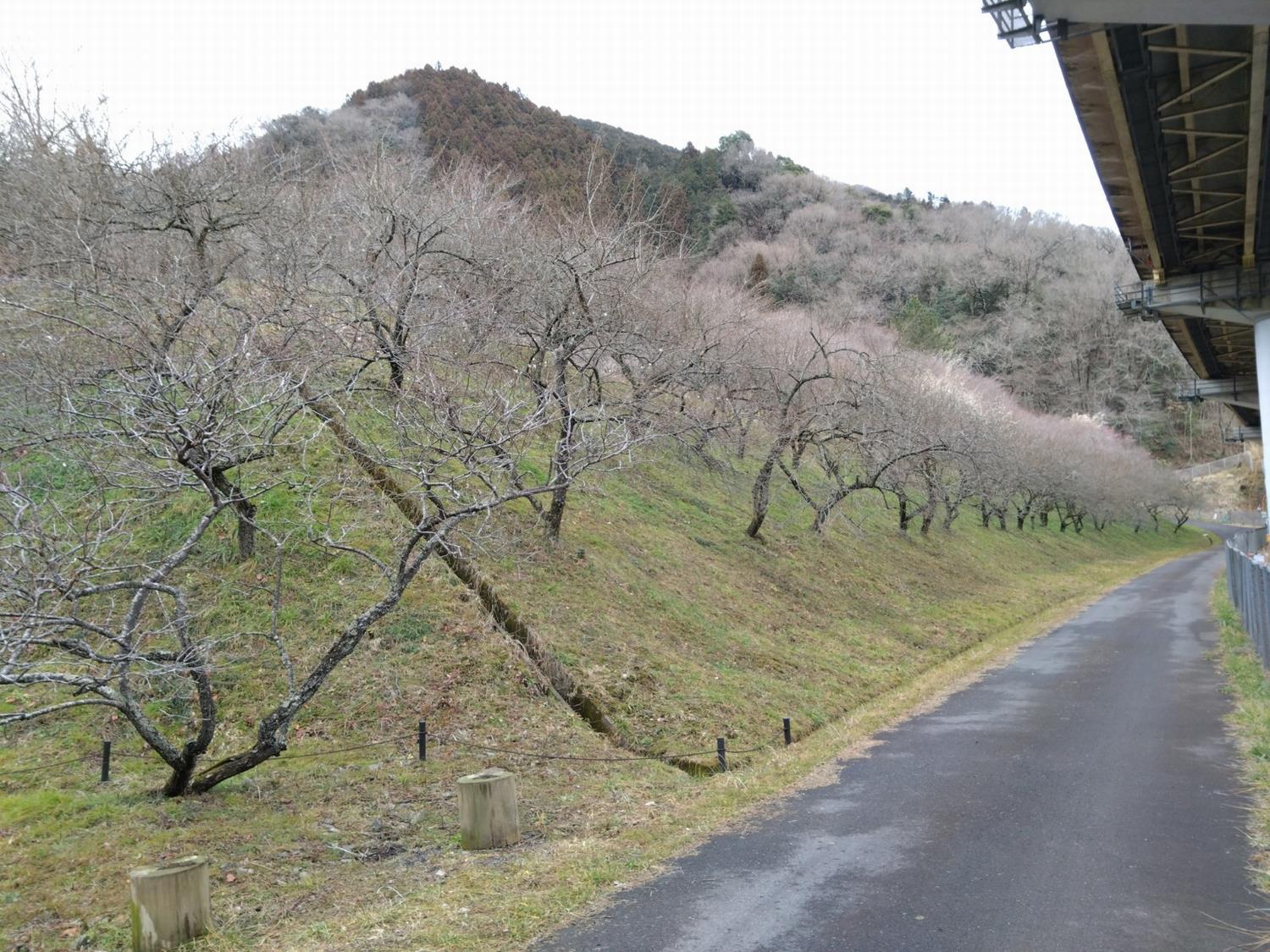 木下沢梅林-入口