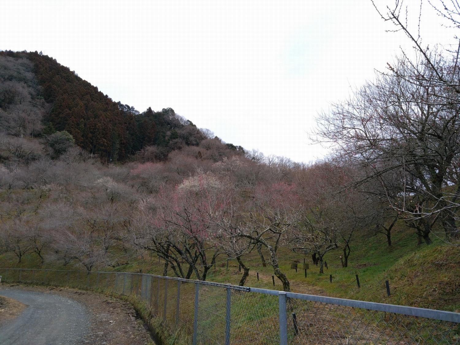 木下沢梅林-前景
