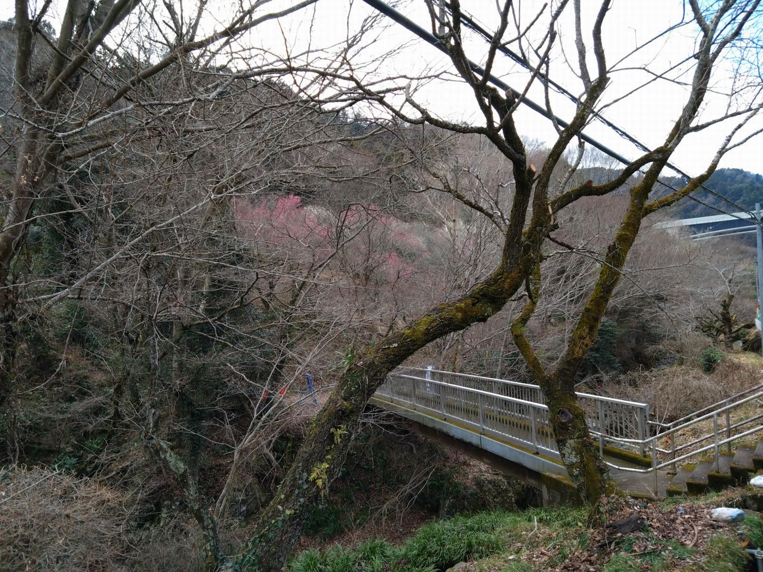 天神梅林-道沿い