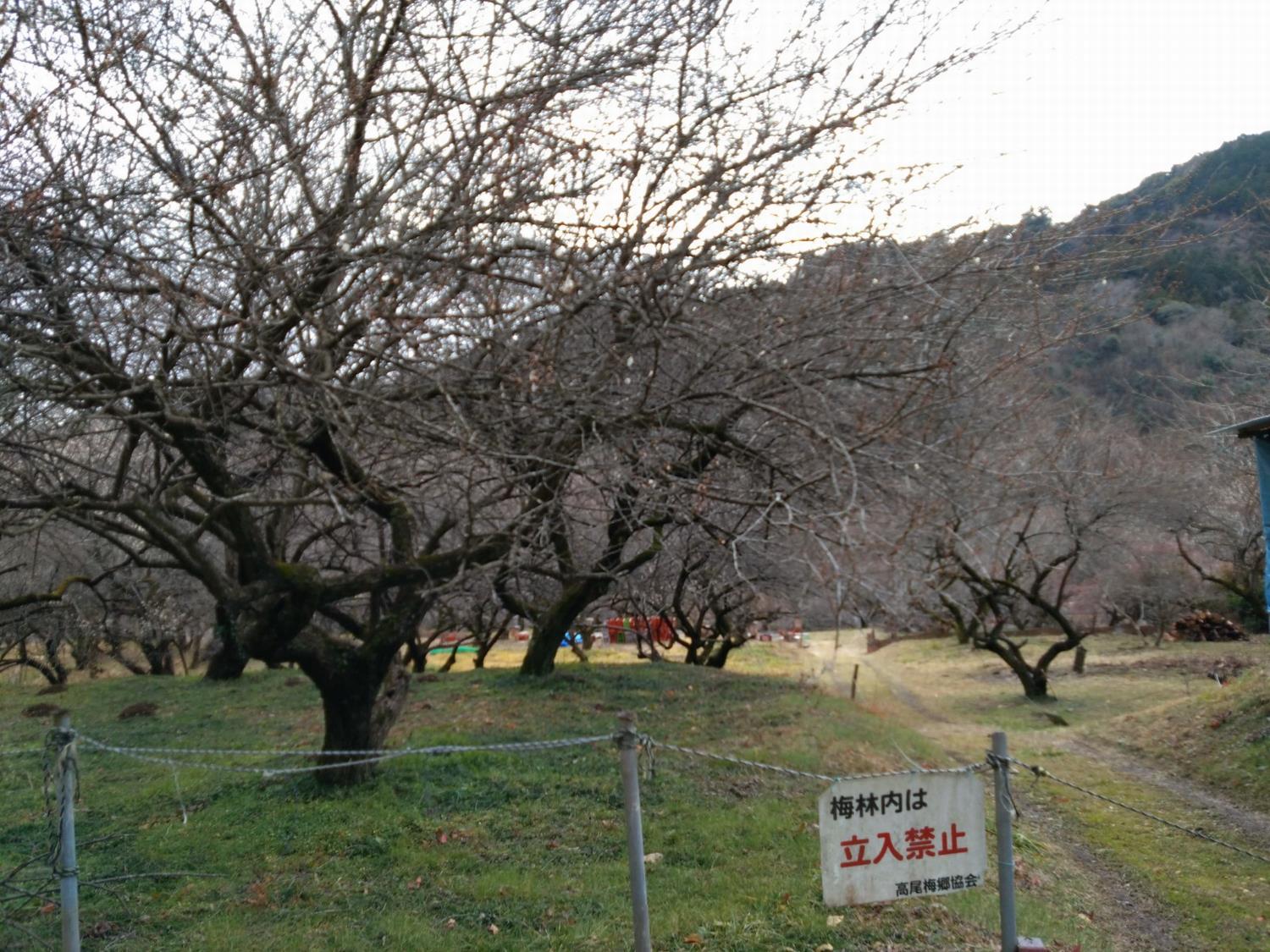 荒井梅林-園内