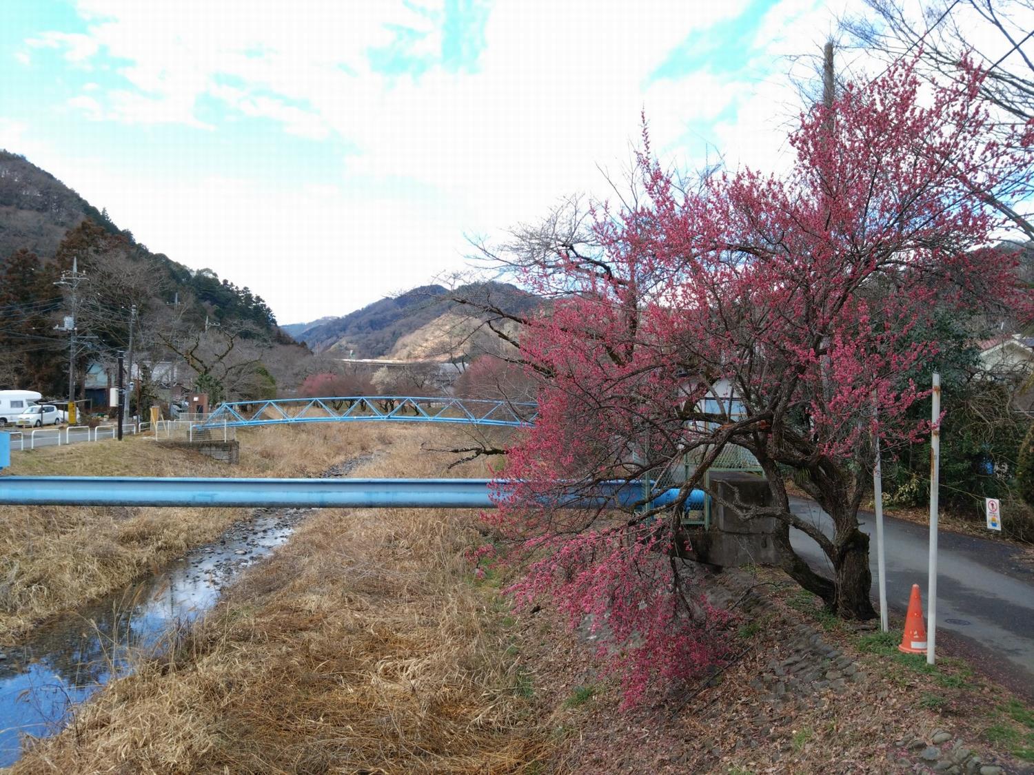 遊歩道梅林-上椚田橋