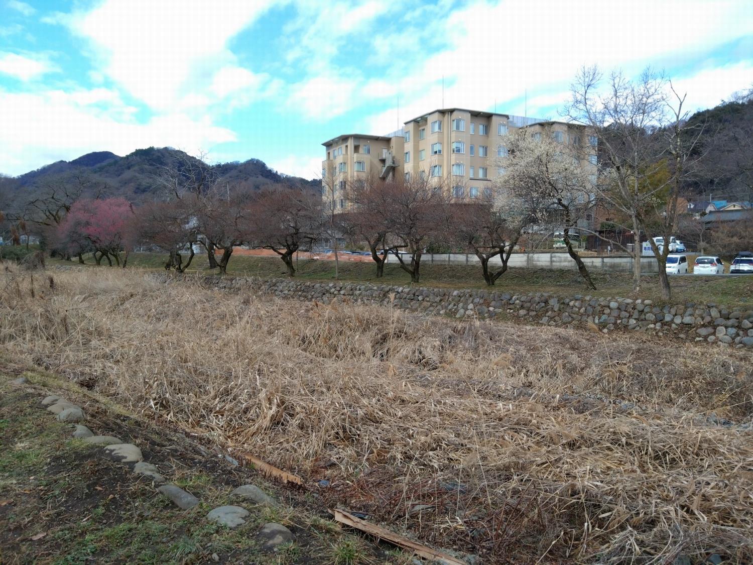 遊歩道梅林-川向うから