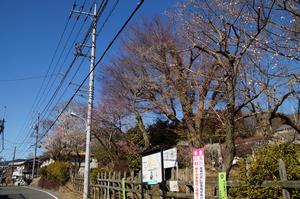 関所梅林0220-道沿い