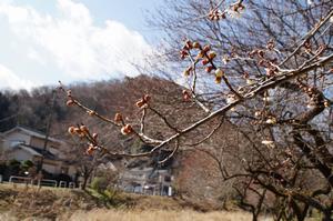 遊歩道梅林0220-アップ