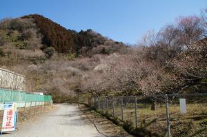 木下沢梅林0220