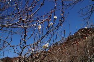 木下沢梅林0220-アップ