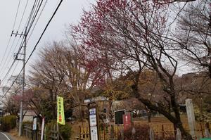 関所梅林0224-道沿いの梅