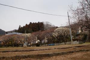 関所梅林0224-公園奥の梅