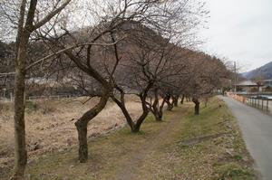 遊歩道梅林-歩道添いの梅0224