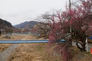 遊歩道梅林0224-橋近くの梅