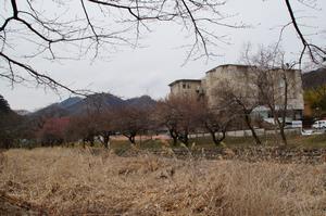 遊歩道梅林0224-病院近くの梅