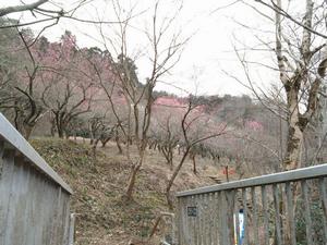 天神梅林0224-橋から