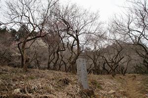 天神梅林0224-奥