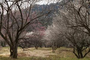 荒井梅林0224-梅林