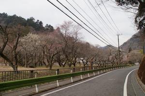 湯の花梅林0224