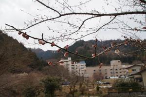 高尾梅の郷まちの広場0224-アップ