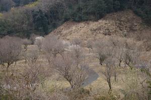 するさし梅林0224