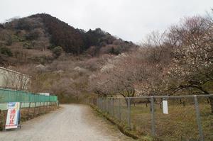 木下沢梅林0224-全体