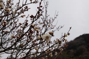 木下沢梅林木0224-アップ