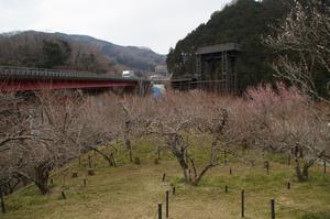 木下沢梅林木0224-アップ