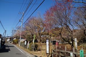 関所梅林0227-道沿いの梅