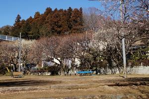 関所梅林-公園奥の梅
