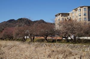 遊歩道梅林-病院近くの梅