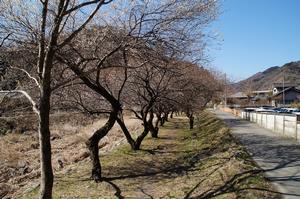 遊歩道梅林0227-遊歩道の梅