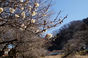 遊歩道梅林0227-アップ