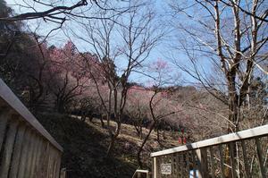 天神梅林0227-橋