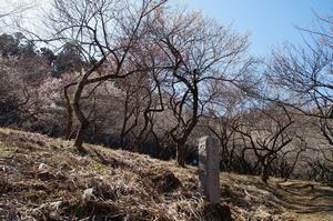 天神梅林0227-奥